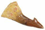 Bargain, Fossil Sawfish (Onchopristis) Rostral Barb - Morocco #356402-1